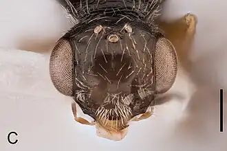 Anteon hubeni, голова