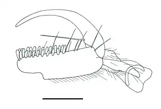 Anteon hubeni, клешня