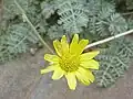Пупавка Маршалла (Anthemis marschalliana)