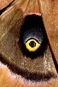 Глазчатое пятно на заднем крыле бабочки Antheraea polyphemus