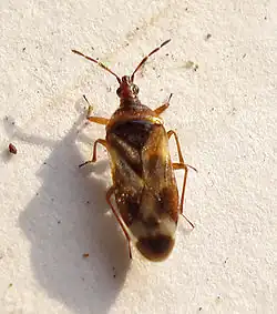 Anthocoris limbatus