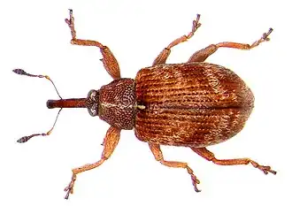 Anthonomus conspersus
