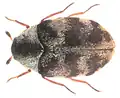 Anthrenus coloratus