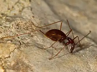 Жук Anthroherpon cylindricolle