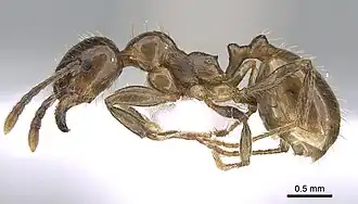 Рабочий Aphaenogaster subterraneoides