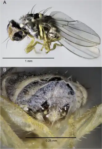 Самец, голотип