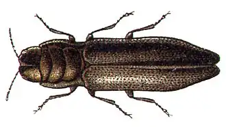 Aphanisticus emarginatus