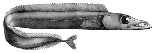 Aphanopus carbo