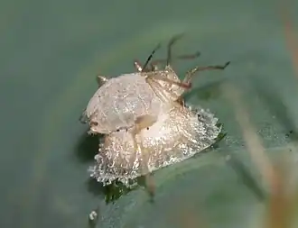 Погибшая тля и под ней кокон бракониды рода Praon