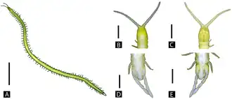 Aphilodon spegazzinii