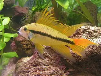 Apistogramma cacatuoides