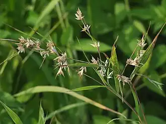 Мякинник безостый