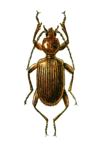 Apotomus testaceus