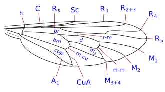Схема жилкования крыльев Apsilocephalidae