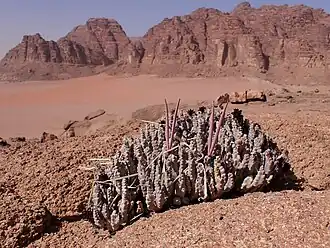 Apteranthes tuberculata