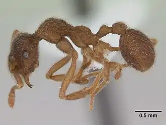 Apterostigma pilosum