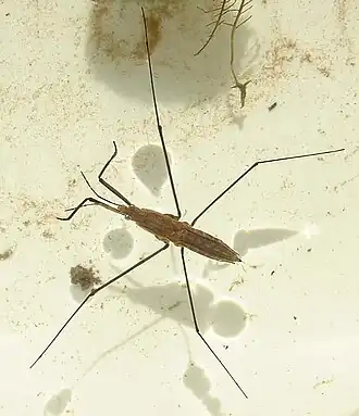 Водомерка на поверхности воды