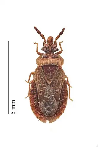 Подкорник сосновый