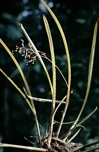 Araeococcus flagellifolius