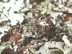 Паук на талломе лишайника