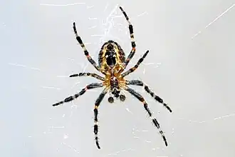 Самка Araneus cavaticus на паутине