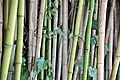 Бамбуковая роща
