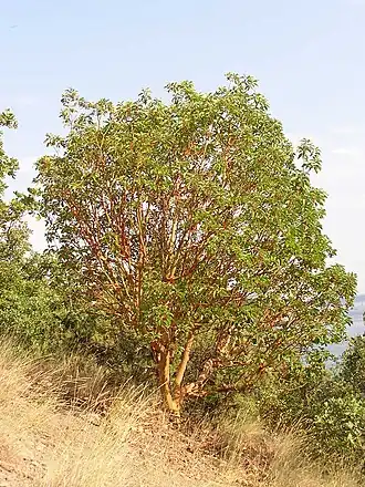 Общий вид взрослого растения.