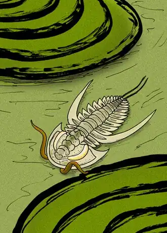 Реконструкция A. hupei