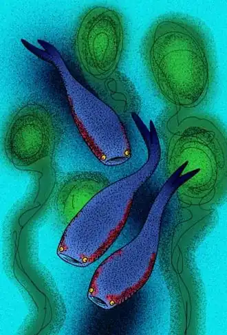 Реконструкция Archipelepis turbinata