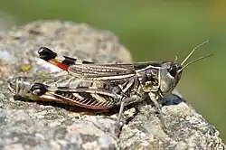 Самка Arcyptera microptera carpentieri