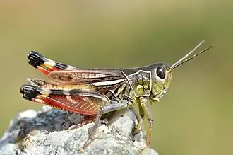 Крестовая кобылка