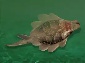 Аргириаспис