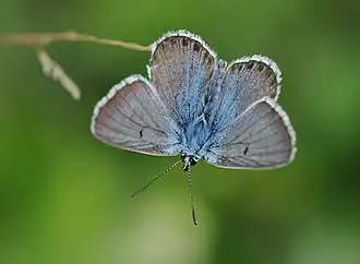 Голубянка антерос