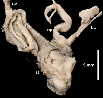 Половая система Arion vulgaris: at — атриум; bc — семяприёмник; ep — эпифаллус; ov — яйцевод