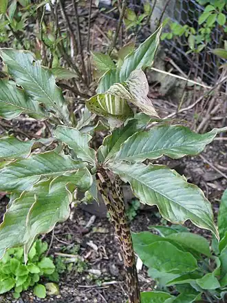 В частоном саду Хоршема, Великобритания.