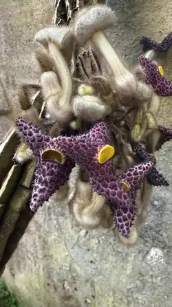 Цветки в апреле. Оранжерея №2 «Оранжерея хвойных, камелий, цитрусов» Ботсада Петра Великого