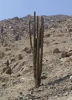 Armatocereus procerus