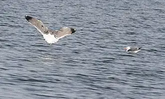 Армянские чайки на озере Севан