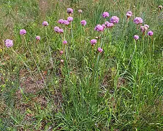 Armeria maritima subsp. elongata