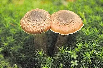 Опёнок тёмный