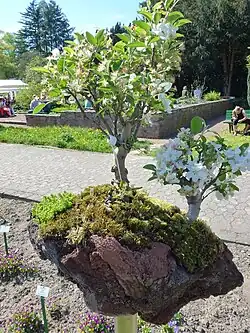 Дерево. Арт-дизайн