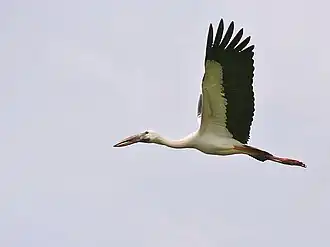 Индийский аист-разиня  (Anastomus oscitans)