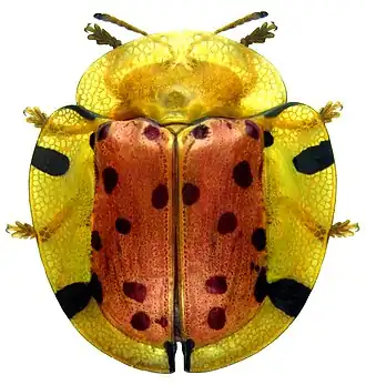 Aspidimorpha miliaris