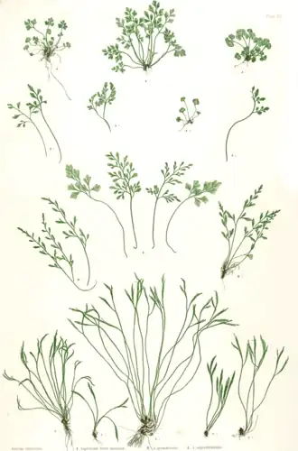 Разные виды костенца.Ботаническая иллюстрацияГенри Брэдбери (англ. Henry Bradbury) из книги Томаса Мура (англ. Thomas Moore) The ferns of Great Britain and Ireland, 1857