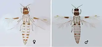 Asprothrips atermaculosus, самка и самец