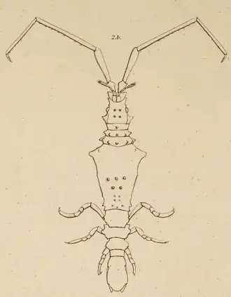 Astacilla nodosa, сверху
