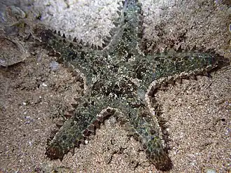 Asteropsis carinifera