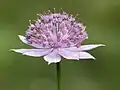 Зонтик астранции наибольшей (Astrantia maxima)