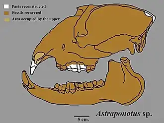Реконструкция черепа Astraponotus на основе Kramarz et al ., 2010.