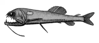 Чёрный астронест (Astronesthes niger)